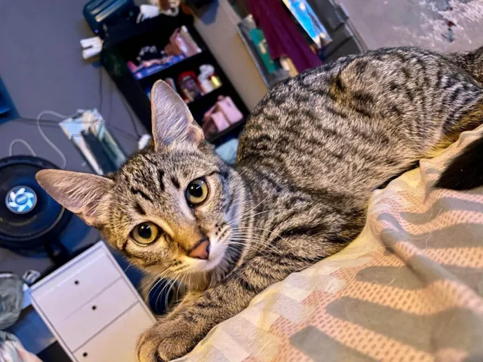 Gato ra a SRD-ViraLata idade 2 a 6 meses nome John Smith bb5meses lindo e bonzinho 