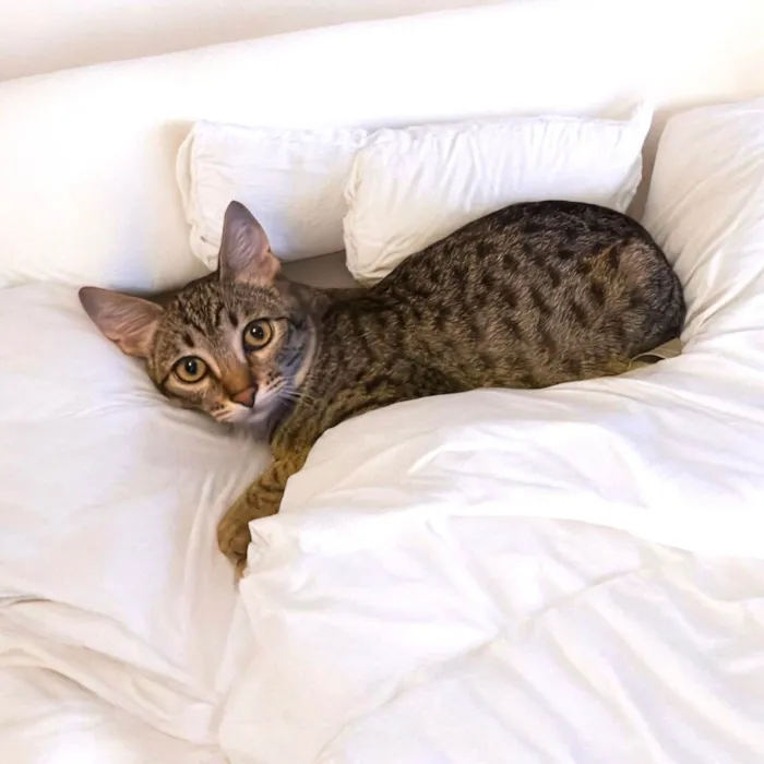 Gato ra a SRD-ViraLata idade 2 a 6 meses nome John Smith bb5meses lindo e bonzinho 