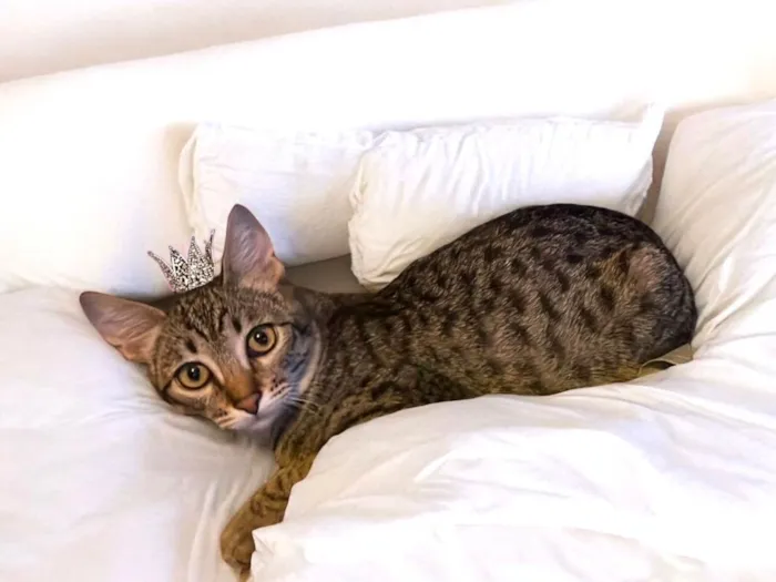 Gato ra a SRD-ViraLata idade 2 a 6 meses nome John Smith bb5meses lindo e bonzinho 