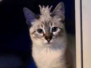 Gato raça SRD-ViraLata idade 2 a 6 meses nome John Snow bb5meses lindo 