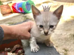 Gato raça SRD-ViraLata idade Abaixo de 2 meses nome Yuki bb50dias Linda 
