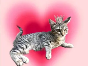 Gato raça SRD-ViraLata idade 2 a 6 meses nome Adèle bb3meses lindíssima 