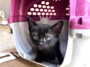 Gato raça SRD-ViraLata idade Abaixo de 2 meses nome Paris bb50dias Linda 