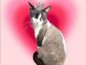 Gato raça Siamês idade 7 a 11 meses nome Erick bb10meses lindo e bonzinho 