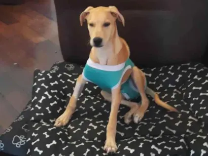 Cachorro raça SRD-ViraLata idade 2 a 6 meses nome Fred