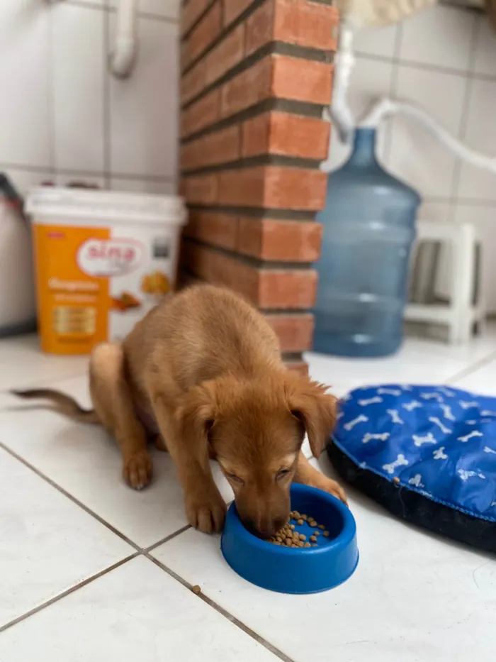 Cachorro ra a SRD-ViraLata idade 7 a 11 meses nome Luck