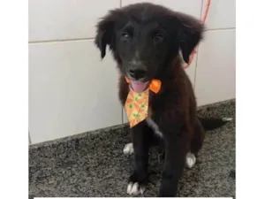 Cachorro raça SRD-ViraLata idade 2 a 6 meses nome Pitoco bb3meses lindo !