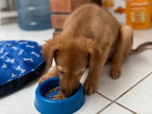 Cachorro raça SRD-ViraLata idade 7 a 11 meses nome Luck