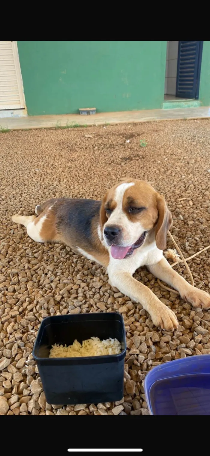 Cachorro ra a SRD-ViraLata idade 2 a 6 meses nome Snoopy 