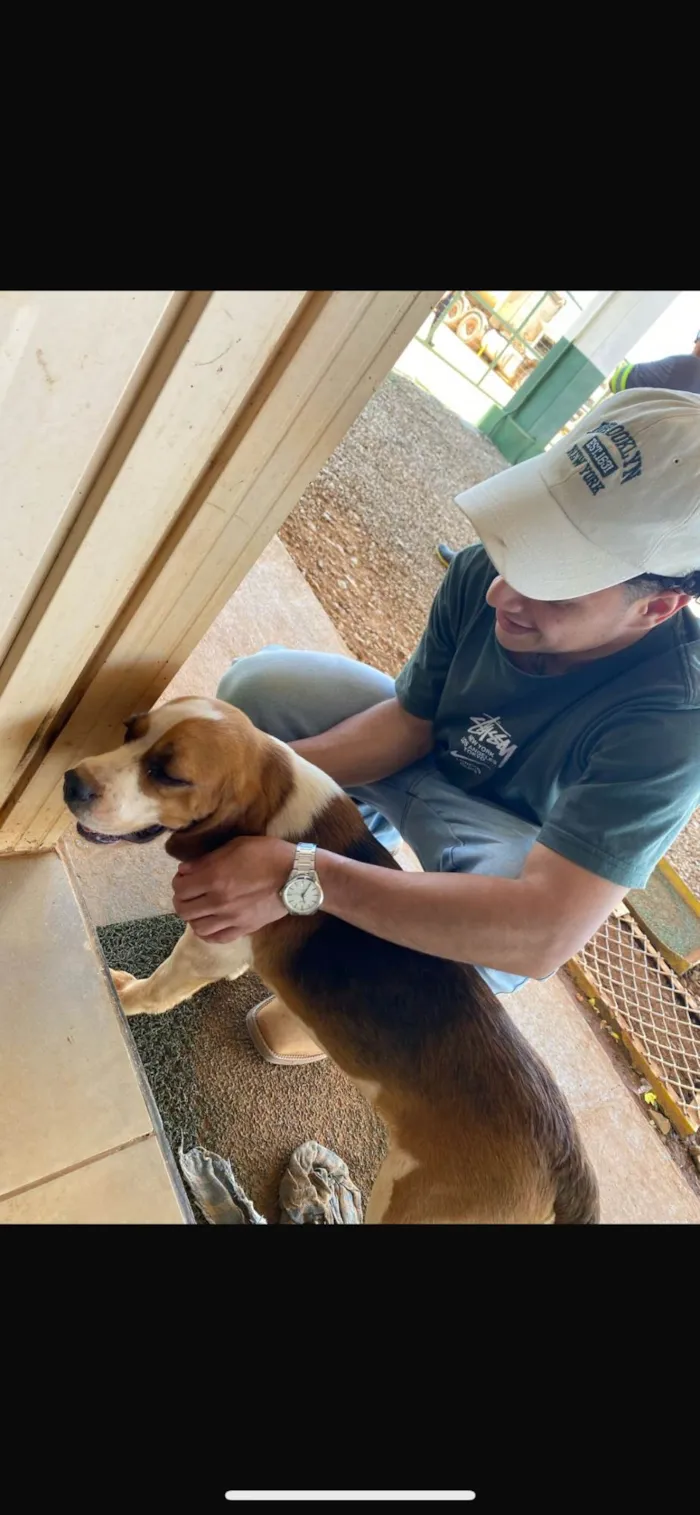 Cachorro ra a SRD-ViraLata idade 2 a 6 meses nome Snoopy 