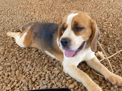 Cachorro raça SRD-ViraLata idade 2 a 6 meses nome Snoopy 