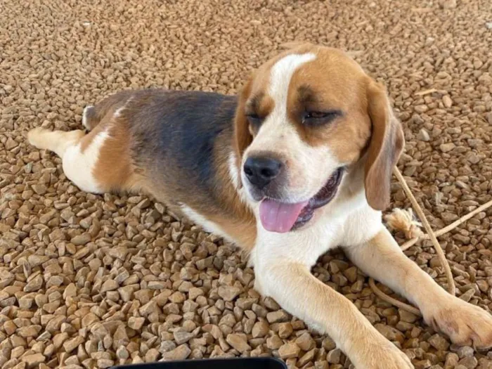 Cachorro ra a SRD-ViraLata idade 2 a 6 meses nome Snoopy 