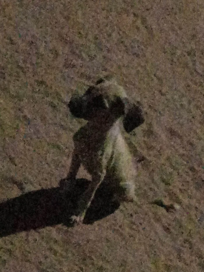 Cachorro ra a SRD-ViraLata idade Abaixo de 2 meses nome Skay