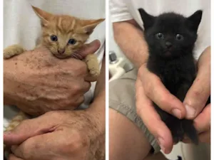 Gato raça SRD-ViraLata idade Abaixo de 2 meses nome Derek e Lexie