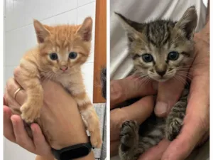 Gato raça SRD-ViraLata idade Abaixo de 2 meses nome Mark e Izzie