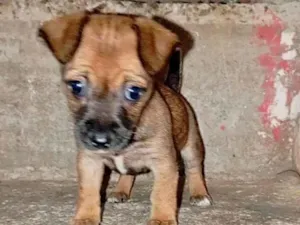 Cachorro raça SRD-ViraLata idade 2 a 6 meses nome Pudim bb2meses porte Pequeno 