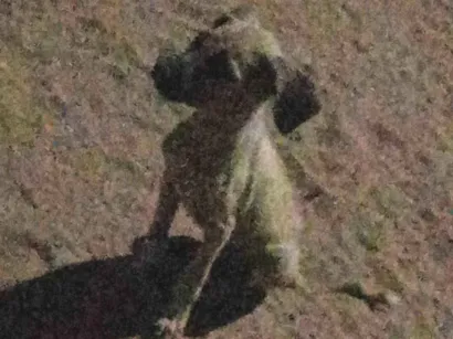 Cachorro raça SRD-ViraLata idade Abaixo de 2 meses nome Skay