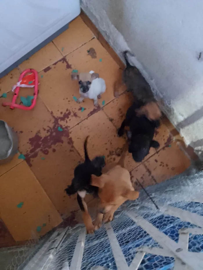 Cachorro ra a SRD-ViraLata idade Abaixo de 2 meses nome Gratuito 