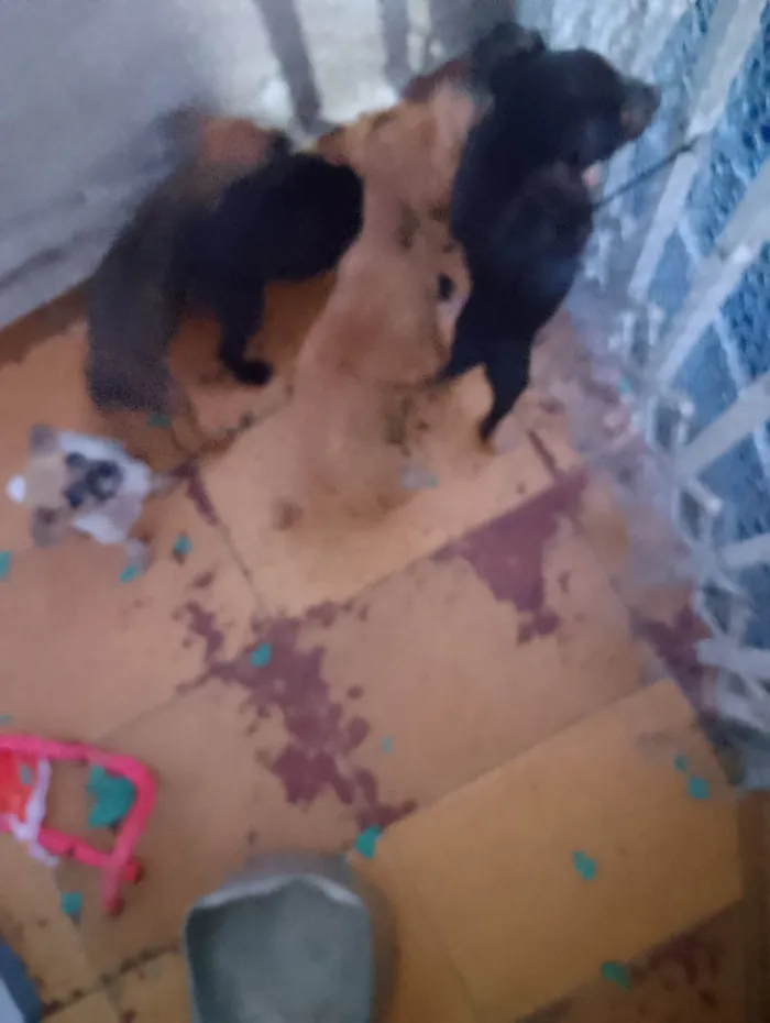 Cachorro ra a SRD-ViraLata idade Abaixo de 2 meses nome Gratuito 