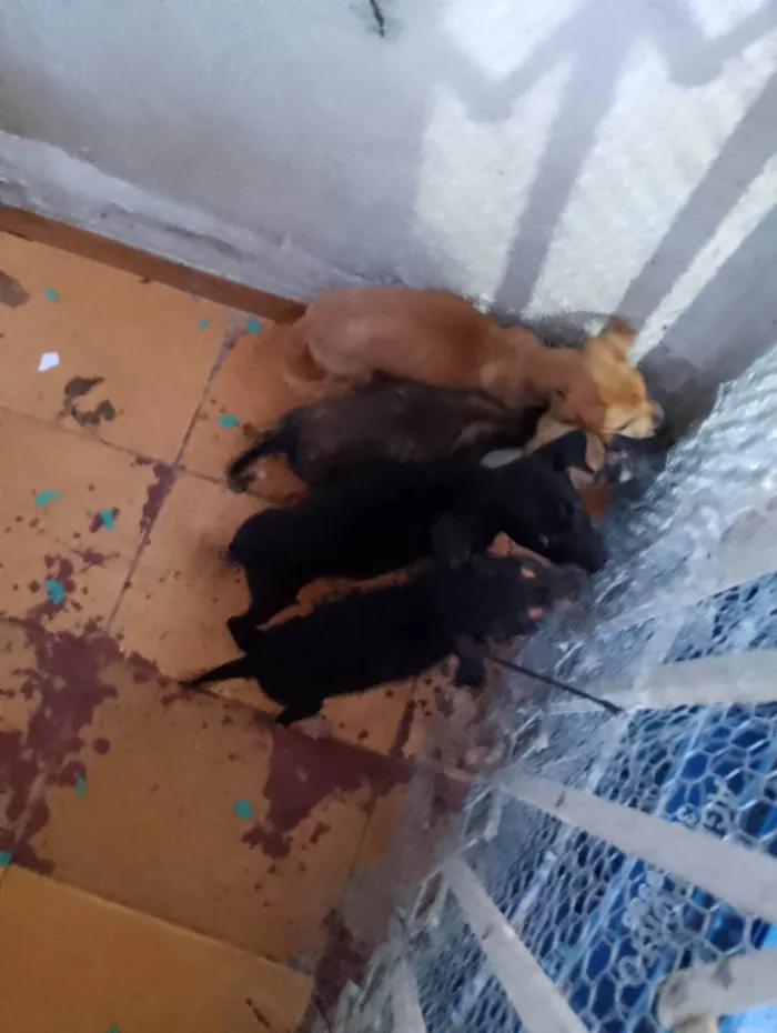 Cachorro ra a SRD-ViraLata idade Abaixo de 2 meses nome Gratuito 