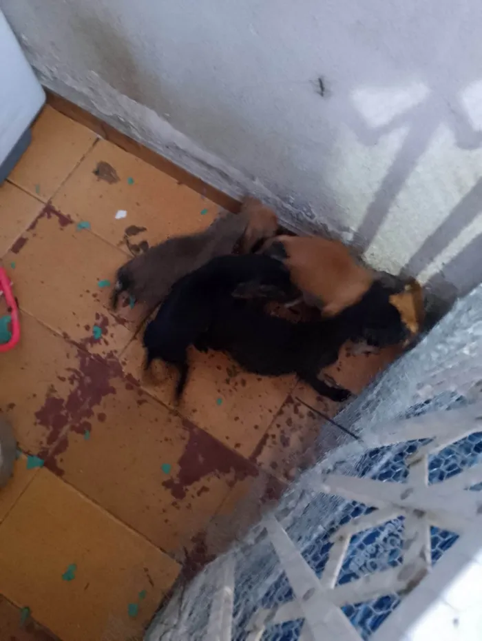 Cachorro ra a SRD-ViraLata idade Abaixo de 2 meses nome Gratuito 