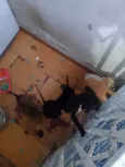 Gratuito