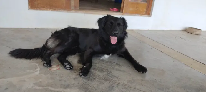 Cachorro ra a SRD-ViraLata idade 3 anos nome Zico