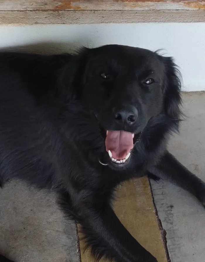 Cachorro ra a SRD-ViraLata idade 3 anos nome Zico