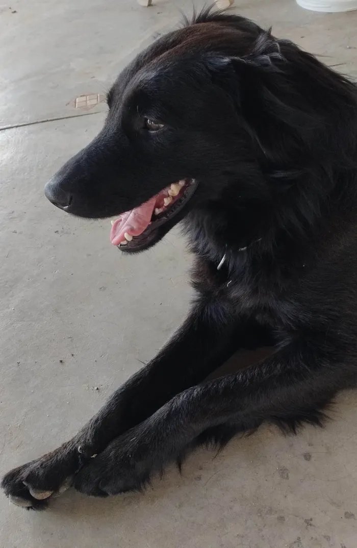 Cachorro ra a SRD-ViraLata idade 3 anos nome Zico