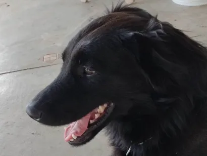Cachorro raça SRD-ViraLata idade 3 anos nome Zico