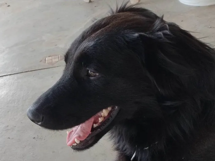 Cachorro ra a SRD-ViraLata idade 3 anos nome Zico