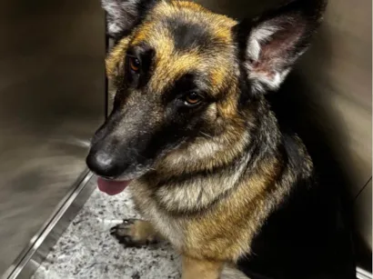 Cachorro raça Pastor Alemão idade 2 anos nome Kira