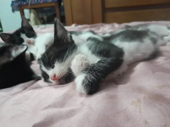 Gato ra a SRD-ViraLata idade 2 a 6 meses nome barbudo