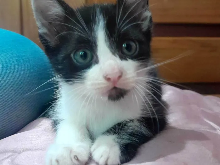 Gato ra a SRD-ViraLata idade 2 a 6 meses nome barbudo