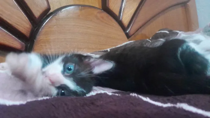 Gato ra a SRD-ViraLata idade 2 a 6 meses nome cavanhaque