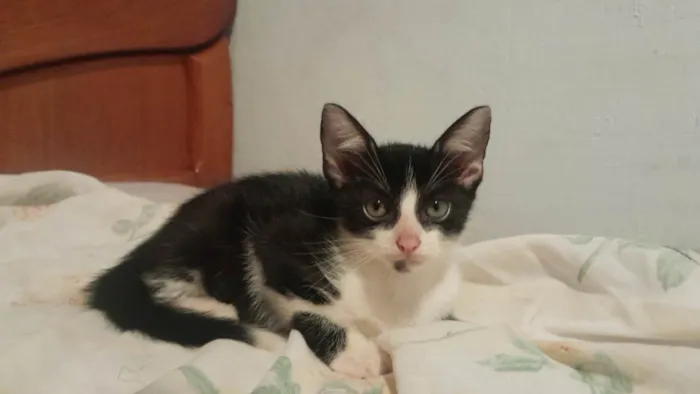 Gato ra a SRD-ViraLata idade 2 a 6 meses nome cavanhaque