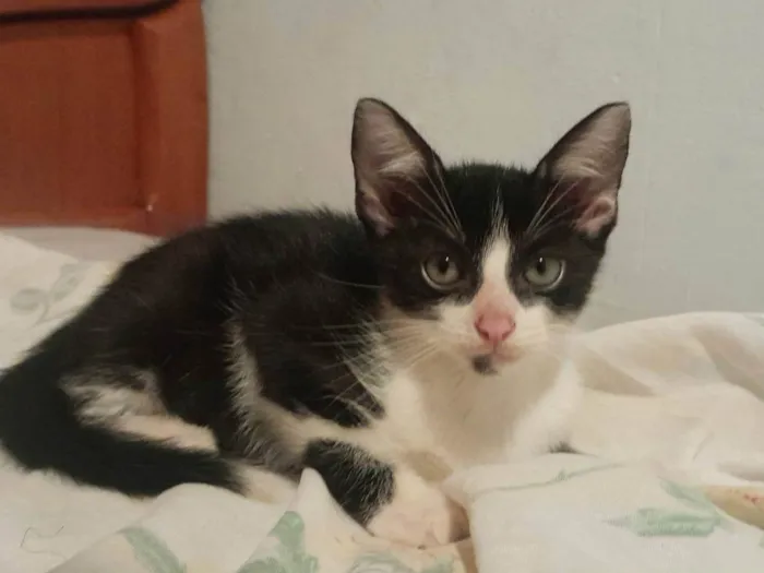 Gato ra a SRD-ViraLata idade 2 a 6 meses nome cavanhaque