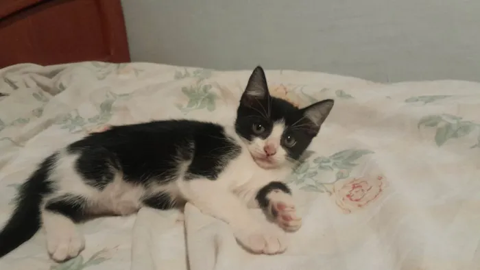 Gato ra a SRD-ViraLata idade 2 a 6 meses nome arrepiadu