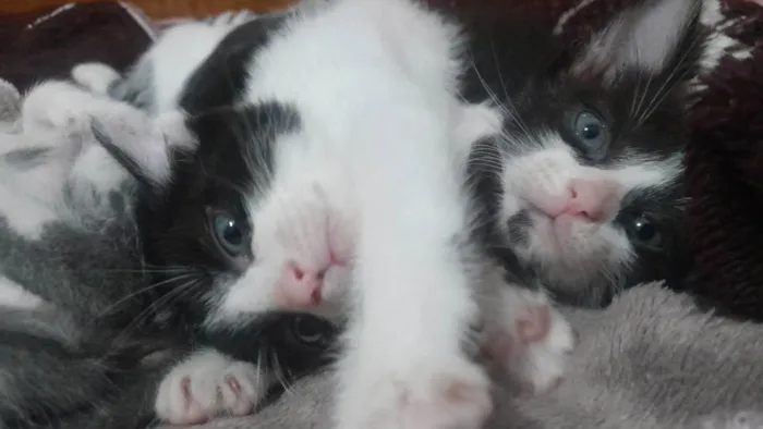 Gato ra a SRD-ViraLata idade 2 a 6 meses nome arrepiadu