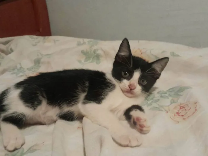 Gato ra a SRD-ViraLata idade 2 a 6 meses nome arrepiadu