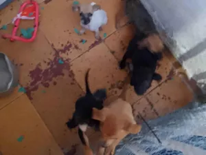 Cachorro raça SRD-ViraLata idade Abaixo de 2 meses nome Gratuito 