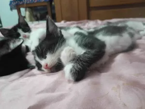 Gato raça SRD-ViraLata idade 2 a 6 meses nome barbudo