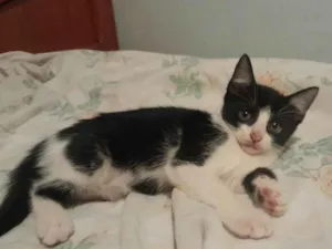 Gato raça SRD-ViraLata idade 2 a 6 meses nome arrepiadu