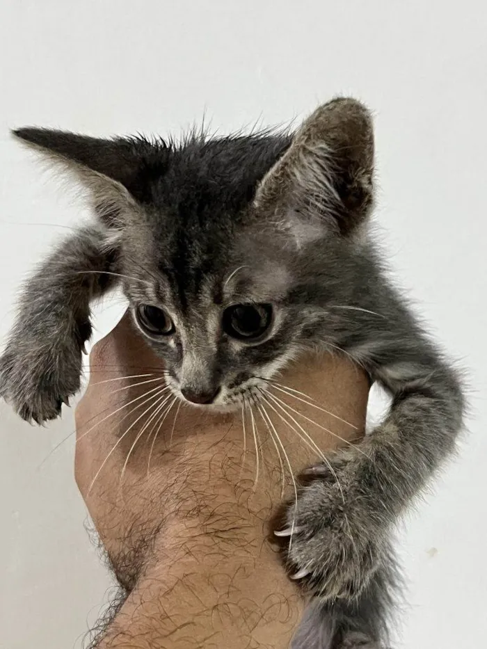 Gato ra a SRD-ViraLata idade Abaixo de 2 meses nome Filhote Urgente