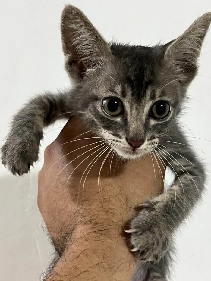 Gato ra a SRD-ViraLata idade Abaixo de 2 meses nome Filhote Urgente