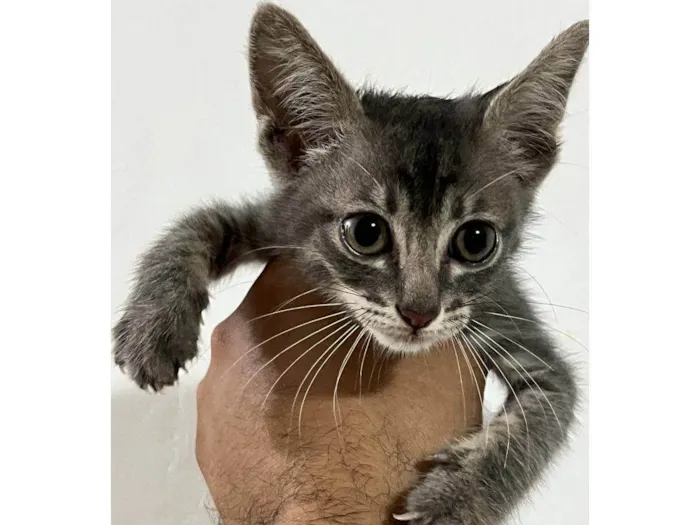 Gato ra a SRD-ViraLata idade Abaixo de 2 meses nome Filhote Urgente