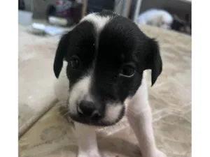 Cachorro raça SRD-ViraLata idade Abaixo de 2 meses nome Filhotes Urgente