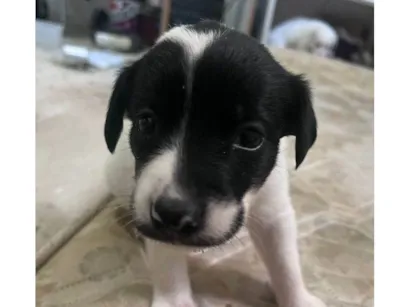 Cachorro raça SRD-ViraLata idade Abaixo de 2 meses nome Filhotes Urgente