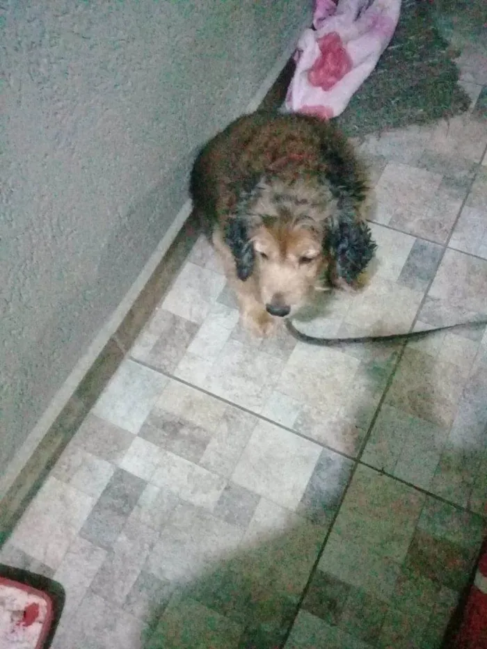 Cachorro ra a Cocker idade 7 a 11 meses nome 2 Cães Urgente