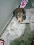 2 Cães Urgente